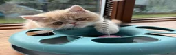 Exotic cats for sale: Beautiful Exotic cream & white female - Advert 5