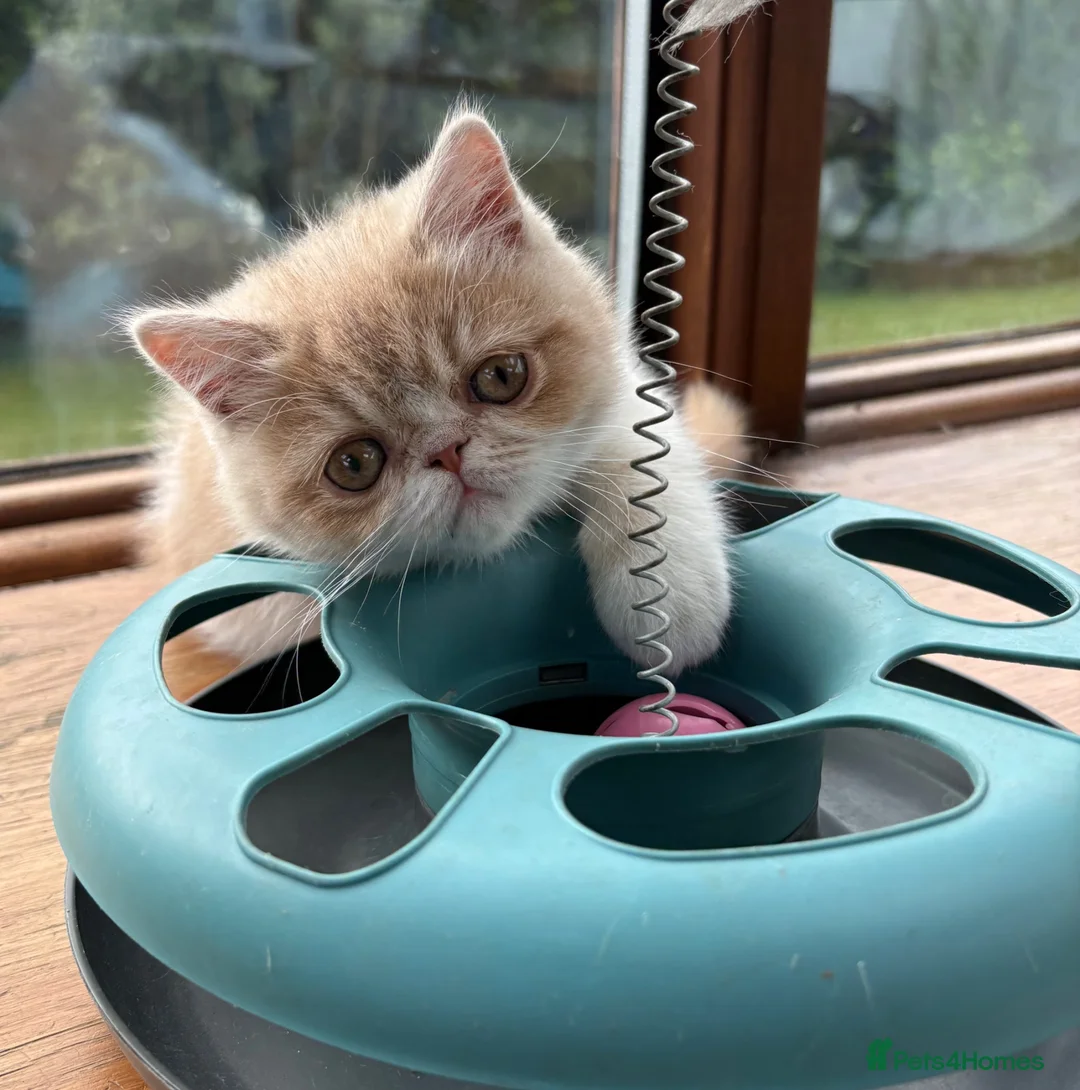 Exotic cats for sale: Beautiful Exotic cream & white female - Advert 1