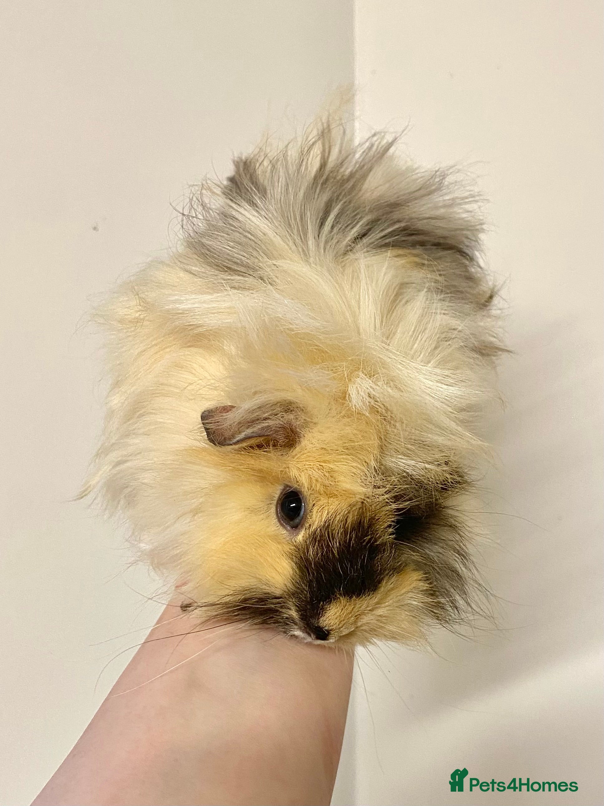 Guinea Pig rodents Long haired Guinea Pigs For Sale - Advert 4