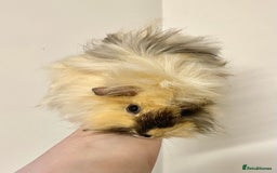Guinea Pig rodents for sale: Long haired Guinea Pigs For Sale - Image 1