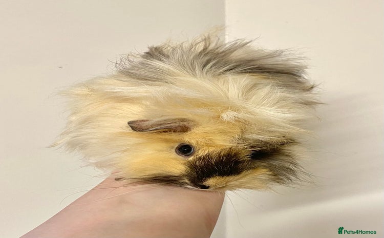 Guinea Pig rodents - Advert 4