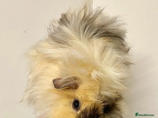 Guinea Pig rodents - Advert 17