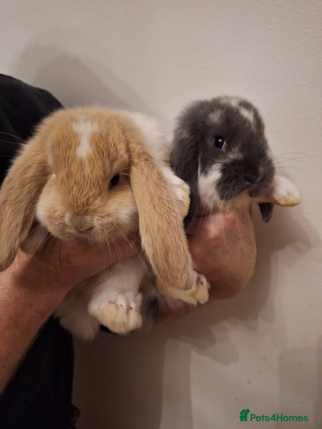 French Lop rabbits for sale: Baby Giant French Lop Rabbits - Advert 2