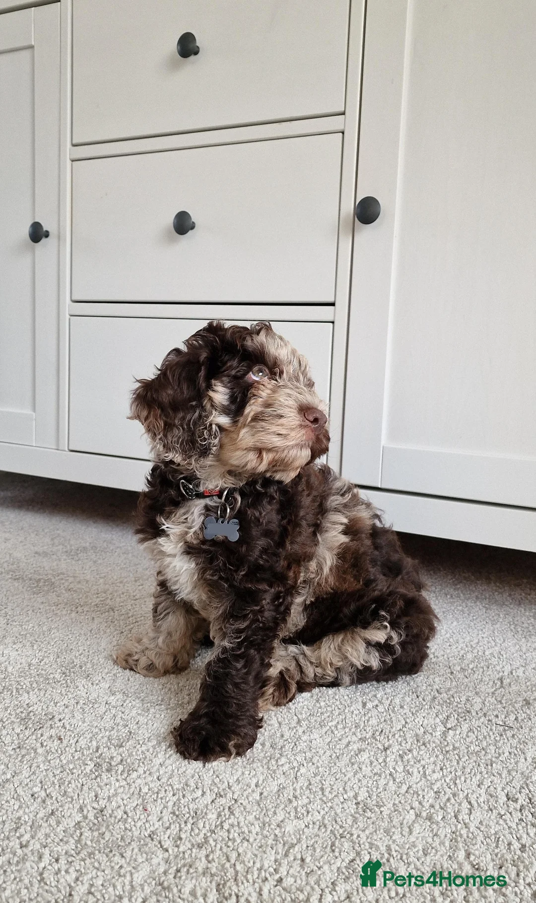 Miniature Poodle dogs for stud: Chocolate Merle Miniature Poodle for stud in Warrington - Advert 32