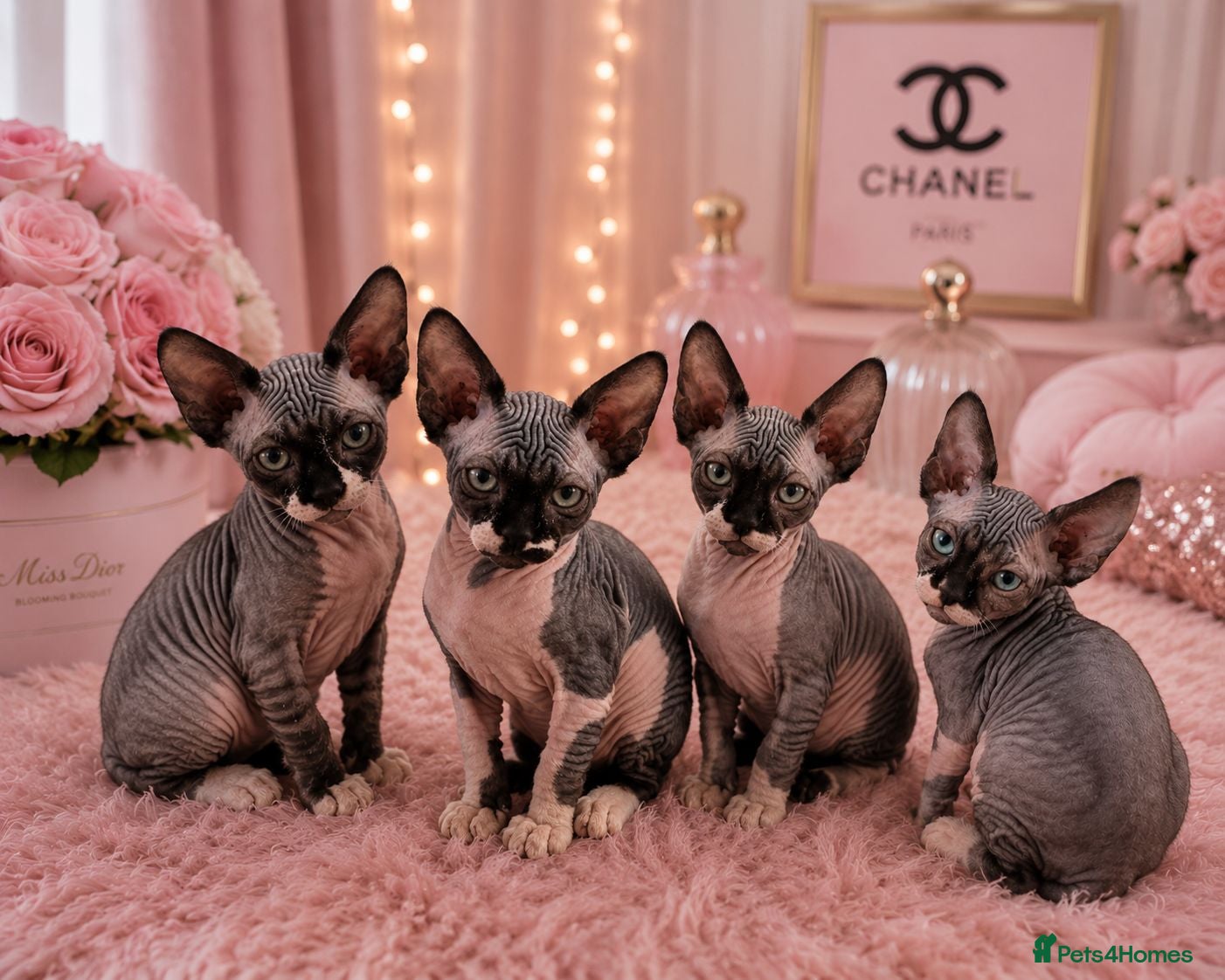 Sphynx cats Ready Sphynx Kittens Looking for Their Forever 🏰 - Advert 18