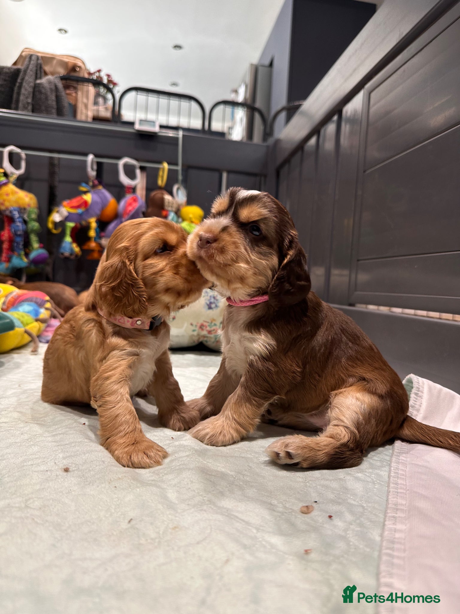 Cocker Spaniel dogs KC Show Cocker Spaniels - 1 girl available  - Advert 17