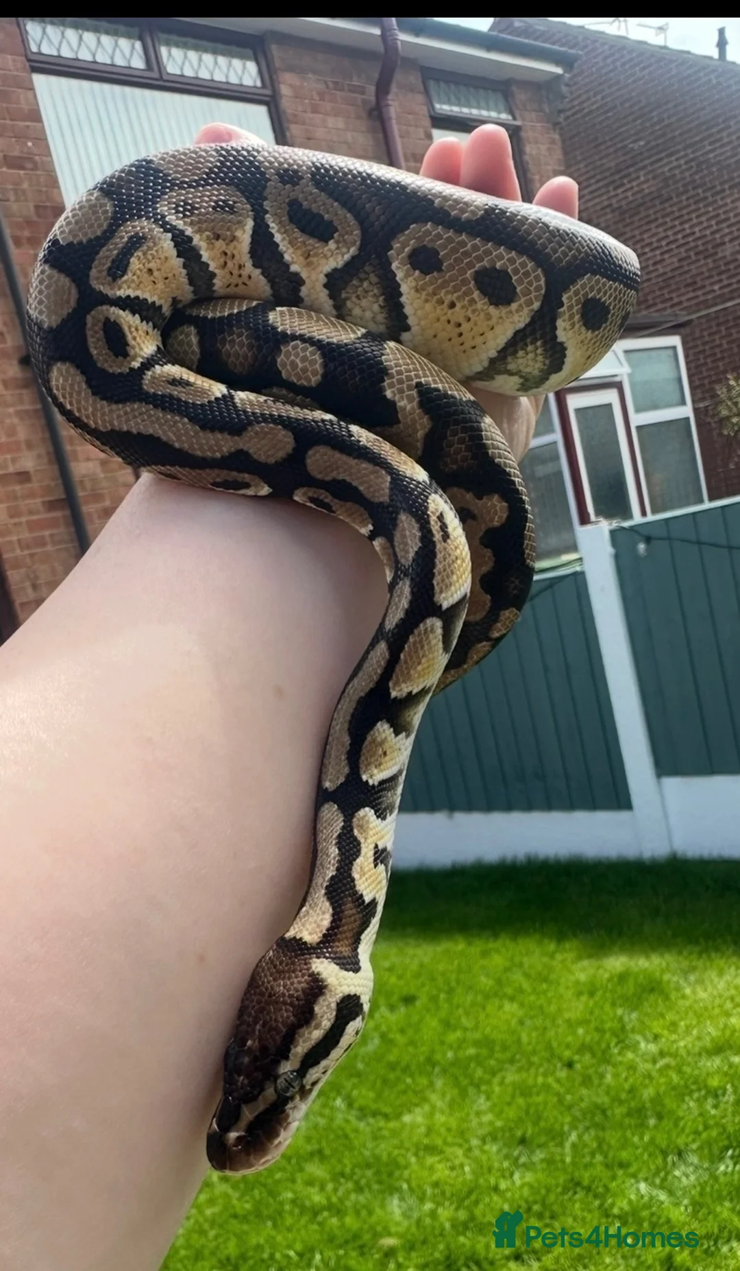 Python Snake reptiles for sale: Royal ball python  - Advert 2
