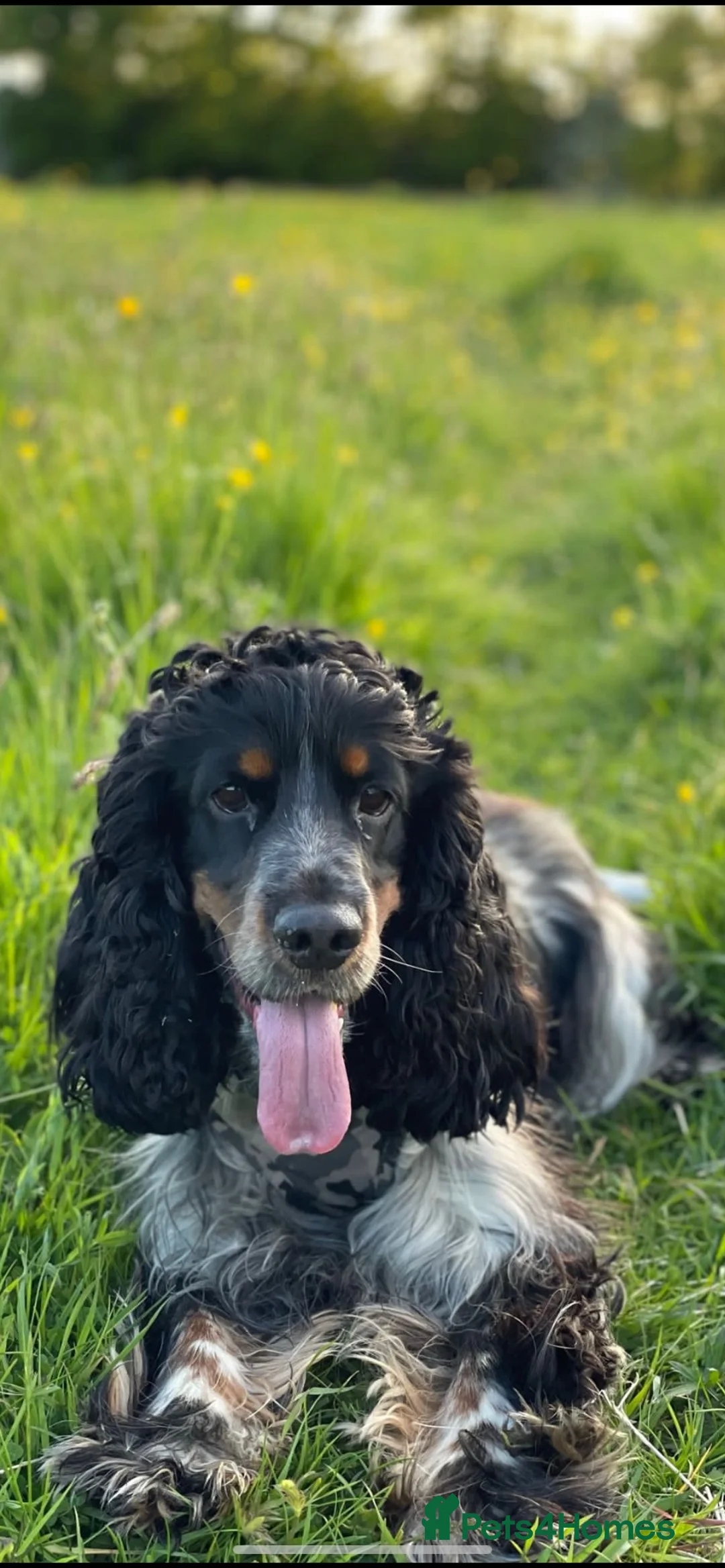 Cocker Spaniel dogs for stud: show type blue roan and tan in Darlington - Advert 1