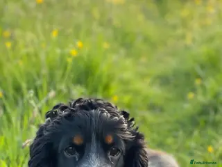 Cocker Spaniel dogs show type blue roan and tan in Darlington - Advert 8