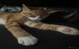 British Shorthair cats for sale: Male British Shorthaired Crossbreed For Sale - Image 2
