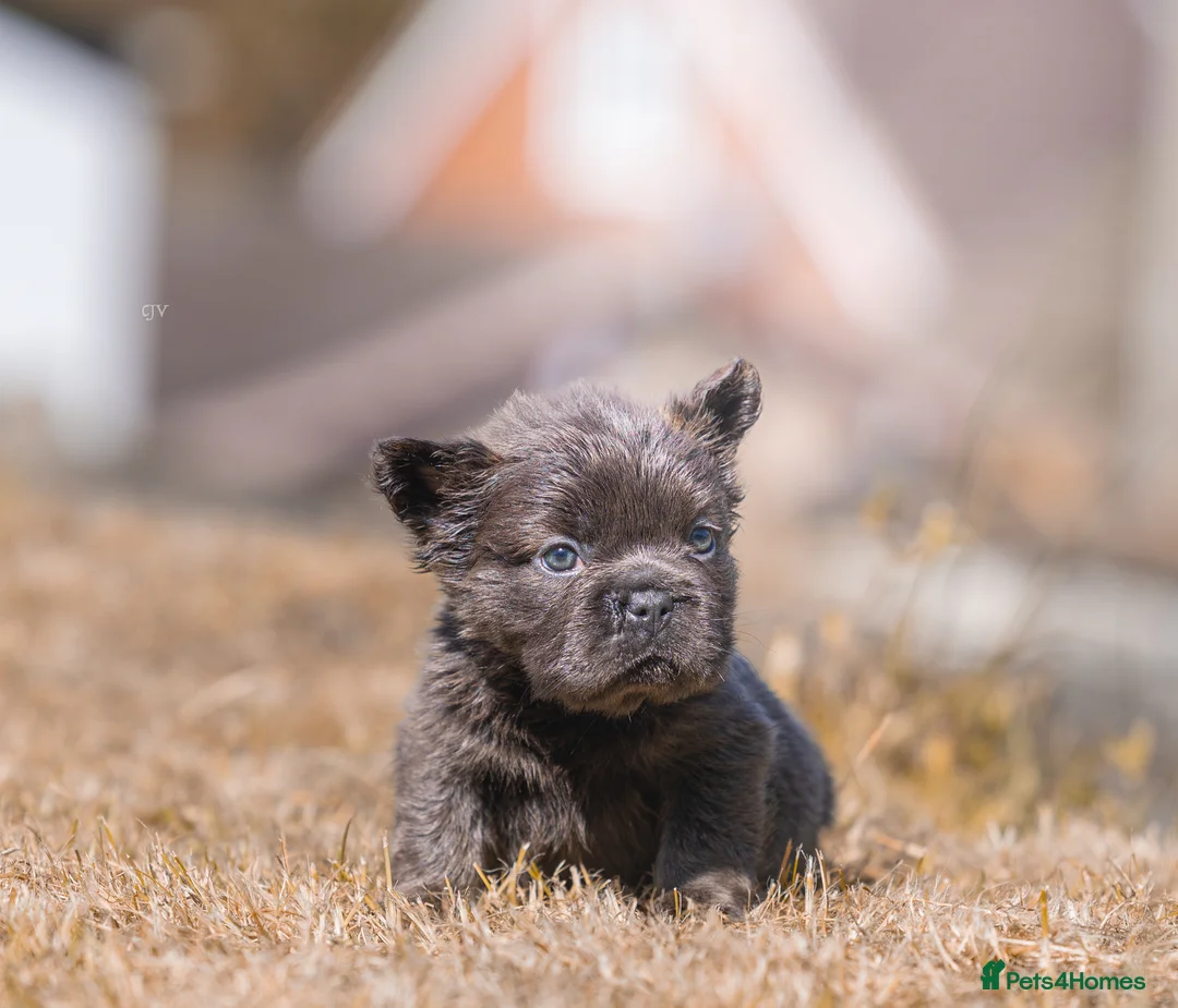 French Bulldog dogs for sale: French bulldog puppies  - Advert 1