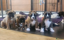 Boxer dogs for sale: 🌟🩷COI 0.5% KC REG BOBTAIL GIRL🩷🌟 - Image 11
