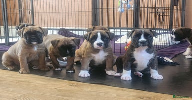 Boxer dogs - Advert 4