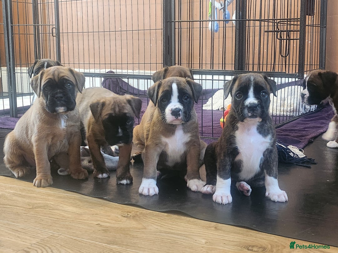Boxer dogs for sale: 🌟🩷COI 0.5% KC REG BOBTAIL GIRL🩷🌟 - Image 11