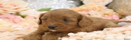 Cavapoo dogs for sale: *HEALTH TESTED* Cavapoo Puppies - Advert 22