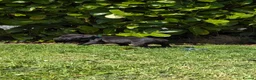 Staffordshire Bull Terrier dogs for sale: *REDUCED* Registered Staffordshire Bull Terrier  - Advert 3