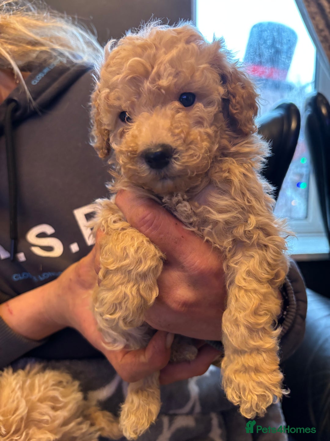Miniature Poodle dogs for sale: Beautiful miniature cream poodles - Advert 4