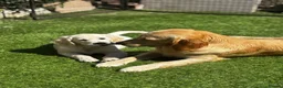 Golden Retriever dogs for sale: KC registered litter  in Rochester - Advert 4