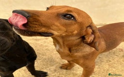 Mixed Breed dogs for adoption: Woody (Mini hound mix) - Advert 10