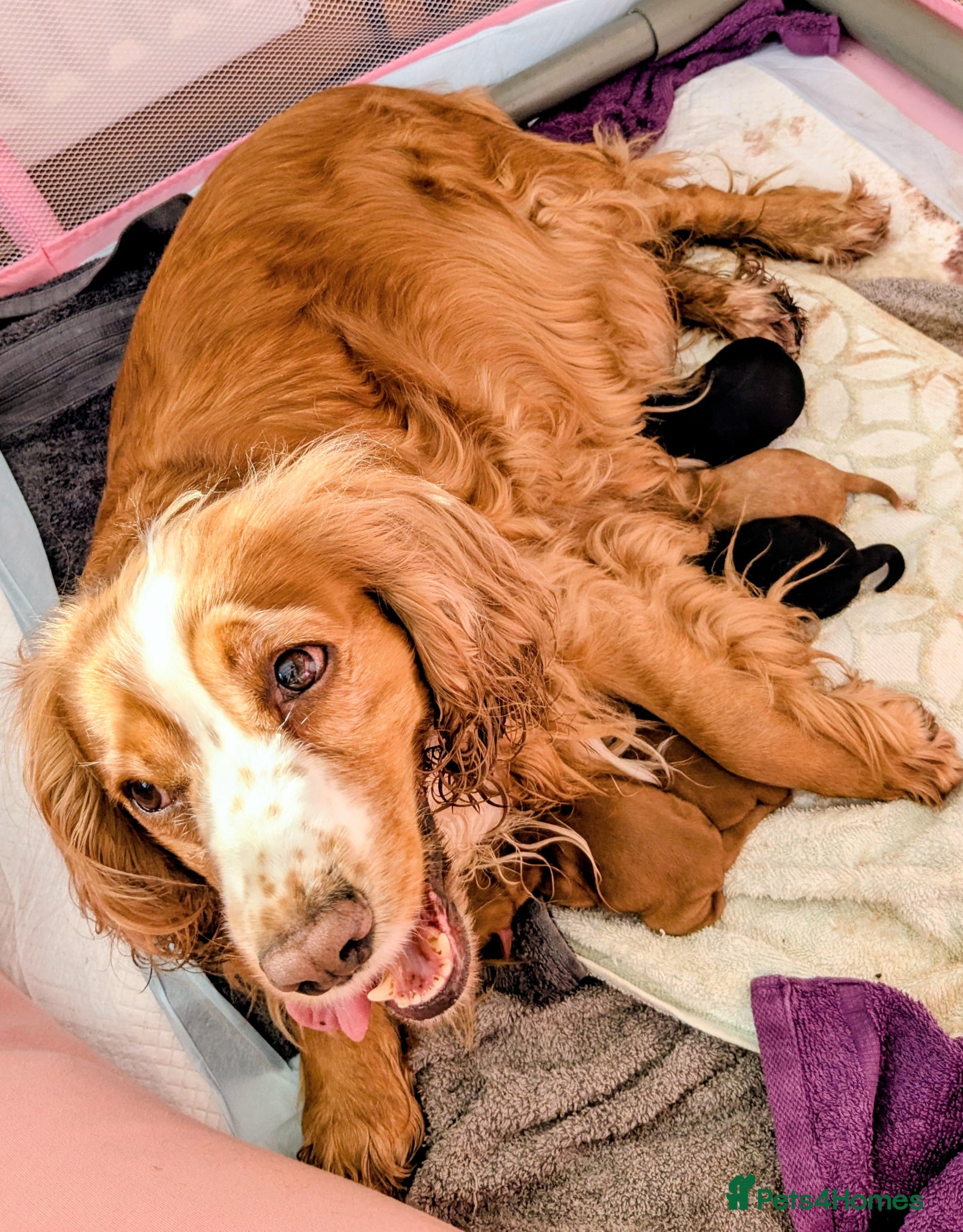 Cocker Spaniel dogs Beautiful KC Reg Cocker Spaniels boy & girls  - Advert 1