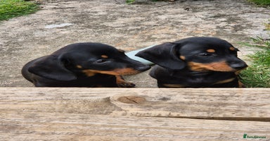 Miniature Dachshund dogs - Advert 11