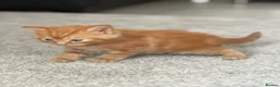 Mixed Breed cats for sale:     Healthy Playful Kittens - Advert 22
