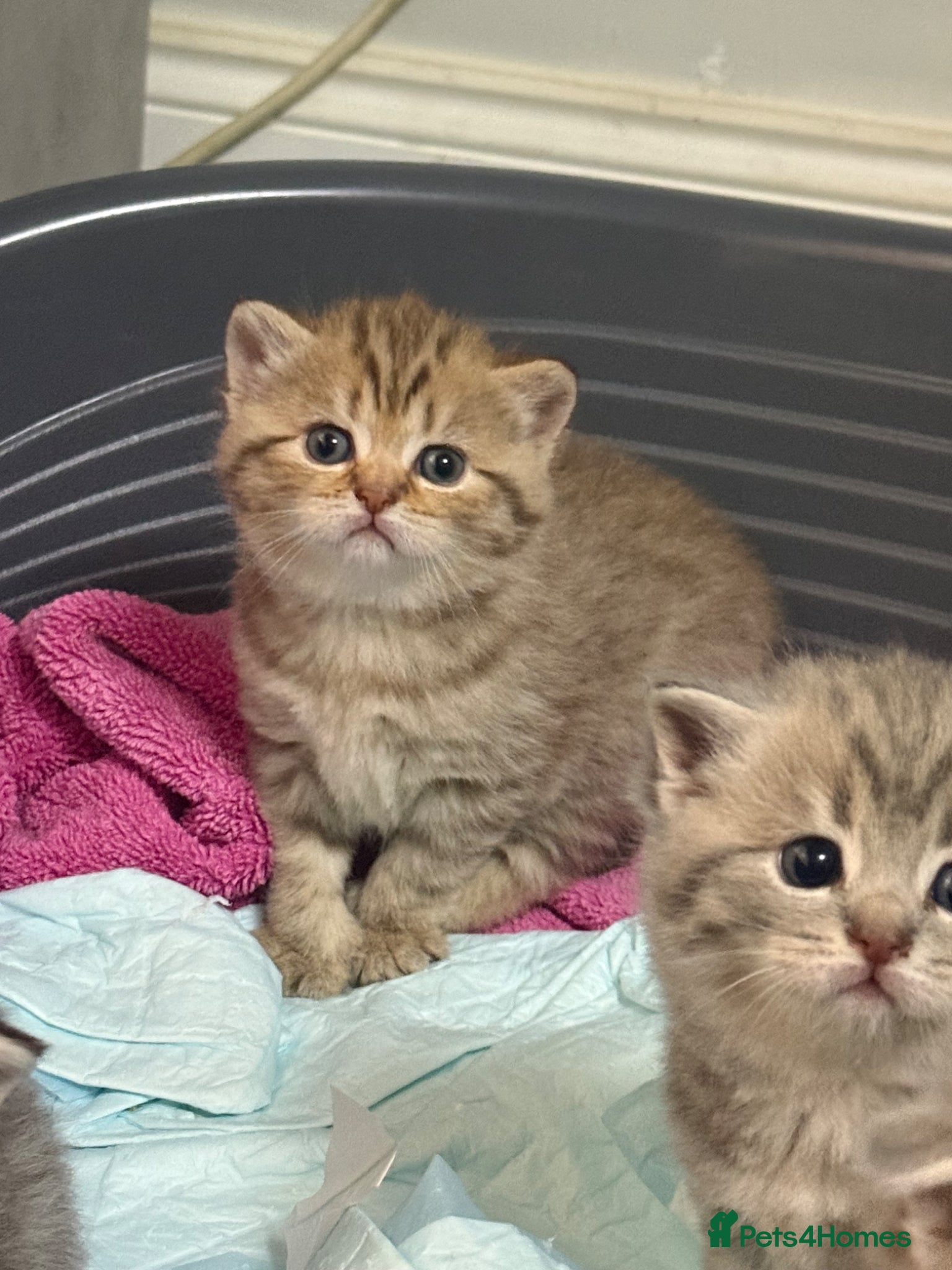 British Shorthair cats BSH kittens - Advert 1
