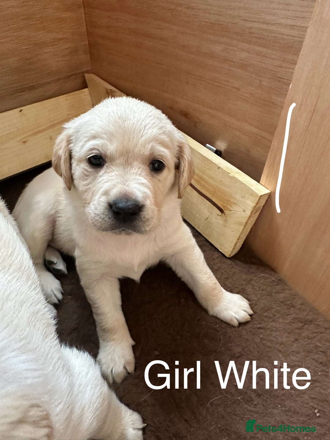 Goldador dogs for sale: Goldadors from KC registered parents  - Advert 9