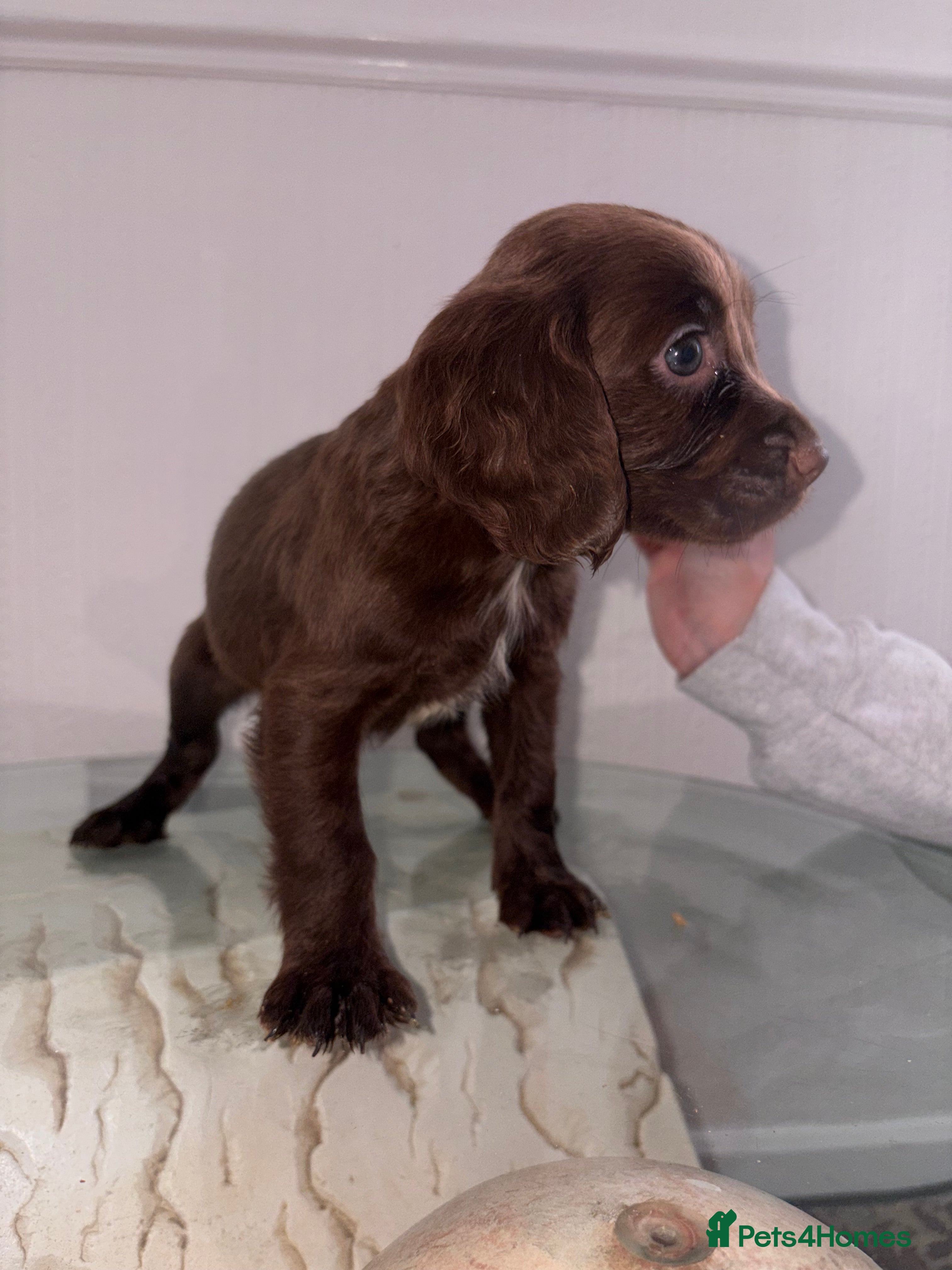 Cocker Spaniel dogs for sale: Fantastic working cocker pups  - Advert 2