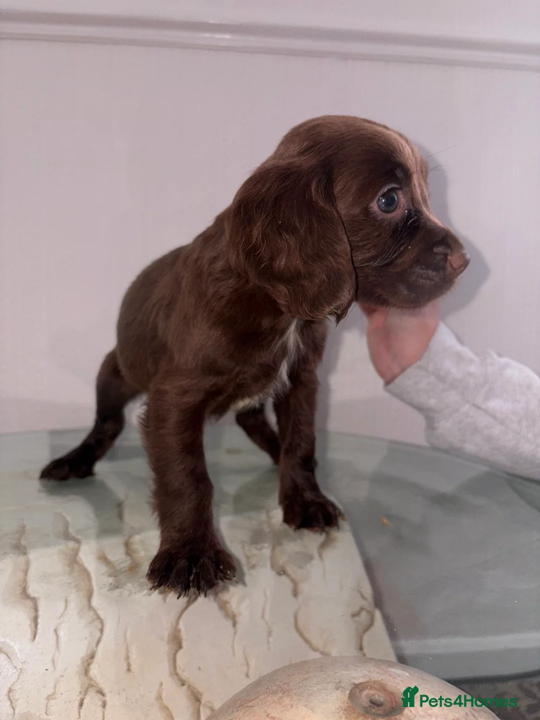 Cocker Spaniel dogs for sale: Fantastic working cocker pups  - Advert 2