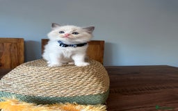 Ragdoll cats for sale: TICA Registered Ragdoll Kittens - Image 17