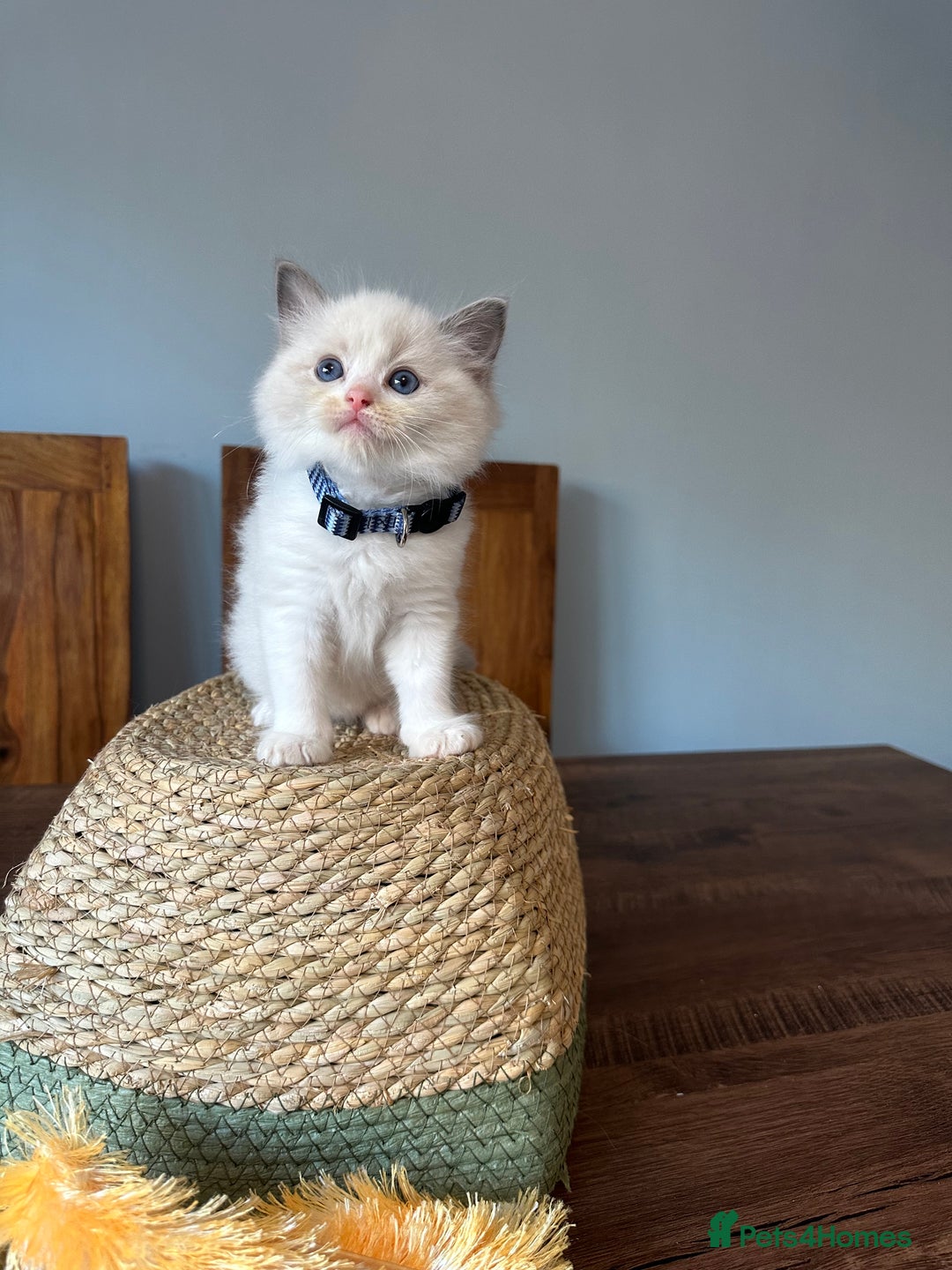 Ragdoll cats for sale: TICA Registered Ragdoll Kittens - Image 17
