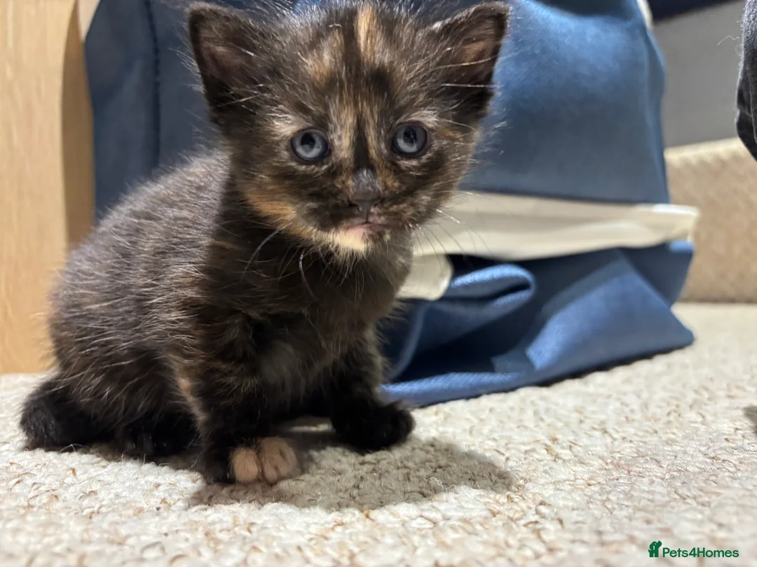 Domestic Shorthair cats for sale: Litter of kittens - Advert 21