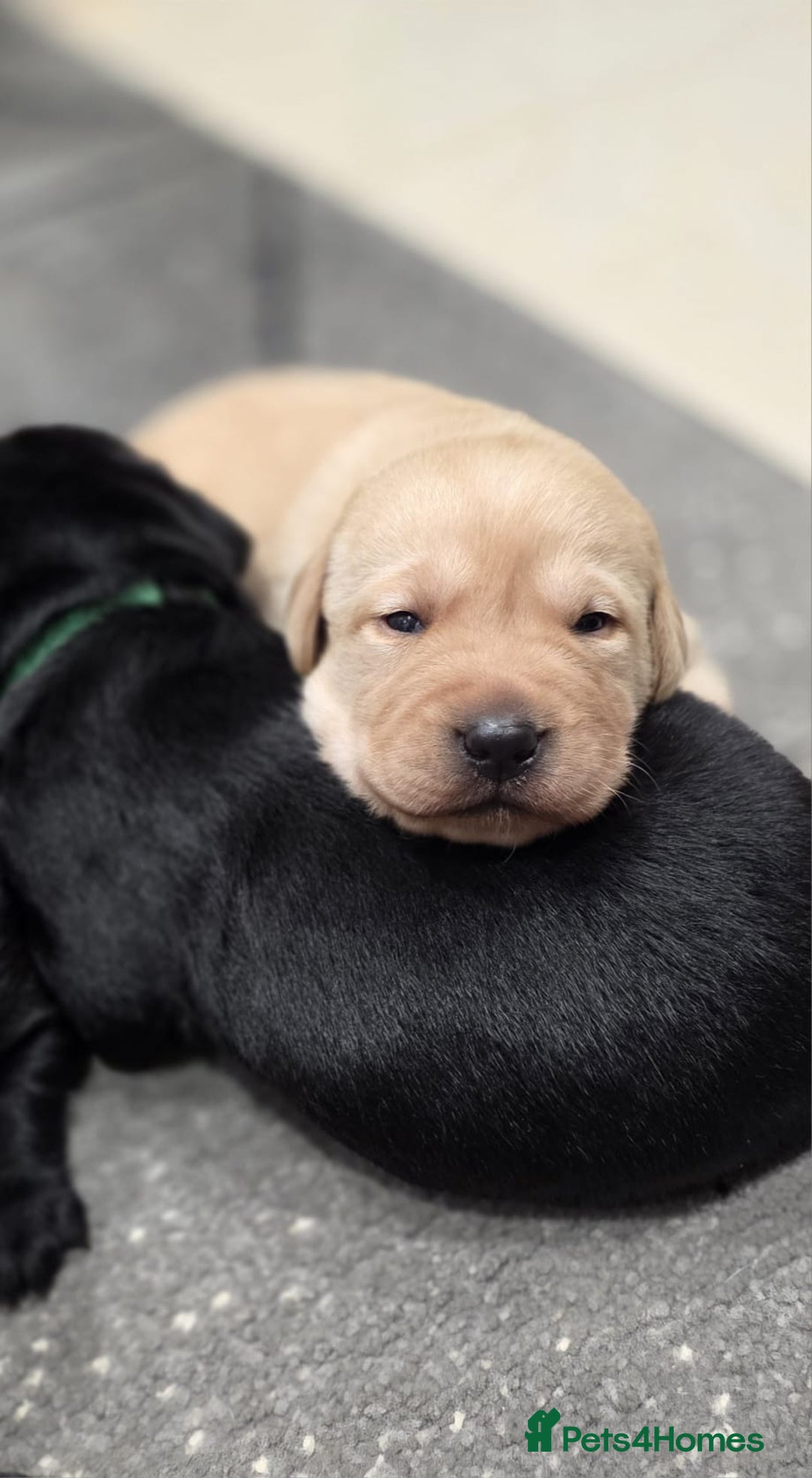 Labrador Retriever dogs for sale: Labrador puppies - Advert 14