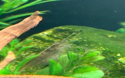 Shrimps fish for sale: Rehome fish - Image 2