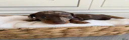 Miniature Dachshund dogs for sale: KC miniature dachshund puppies  in Darlington - Advert 5