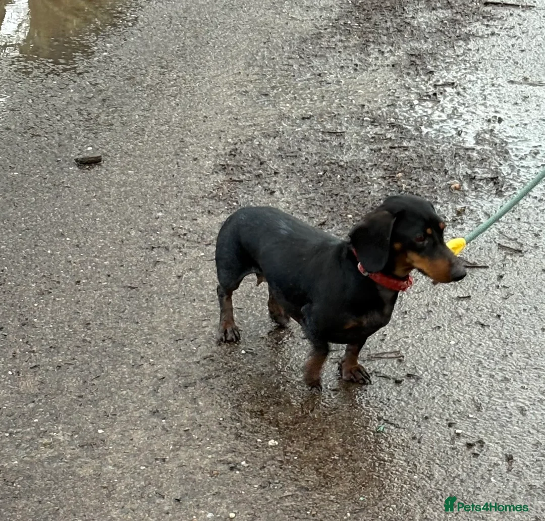 Miniature Dachshund dogs for sale: Miniature dachshund  - Advert 4