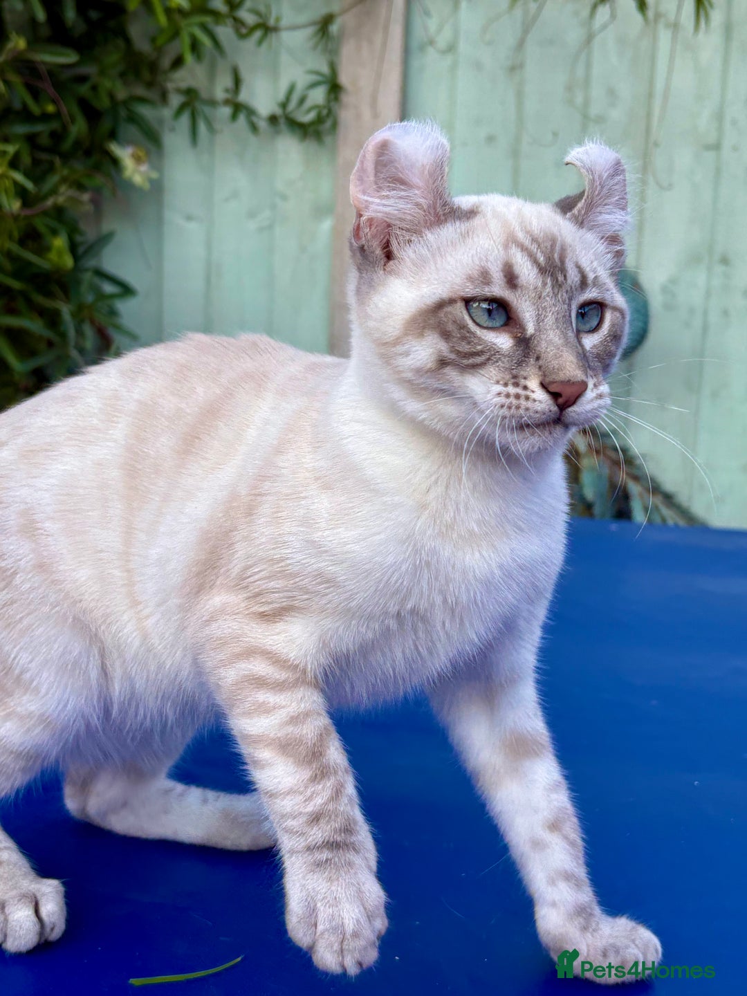 Bengal cats for sale: Stunning rare female  - Image 28