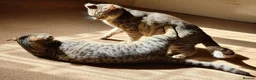Savannah cats for sale: Beautiful Bonded Savannahs – Loving Home Needed in Walsall - Advert 8