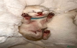 British Shorthair cats for sale: Chunky British shorthair  - Advert 5