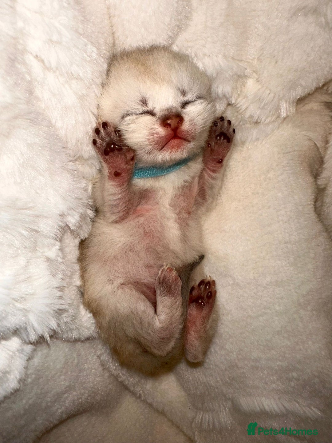 British Shorthair cats for sale: Chunky British shorthair  - Advert 5