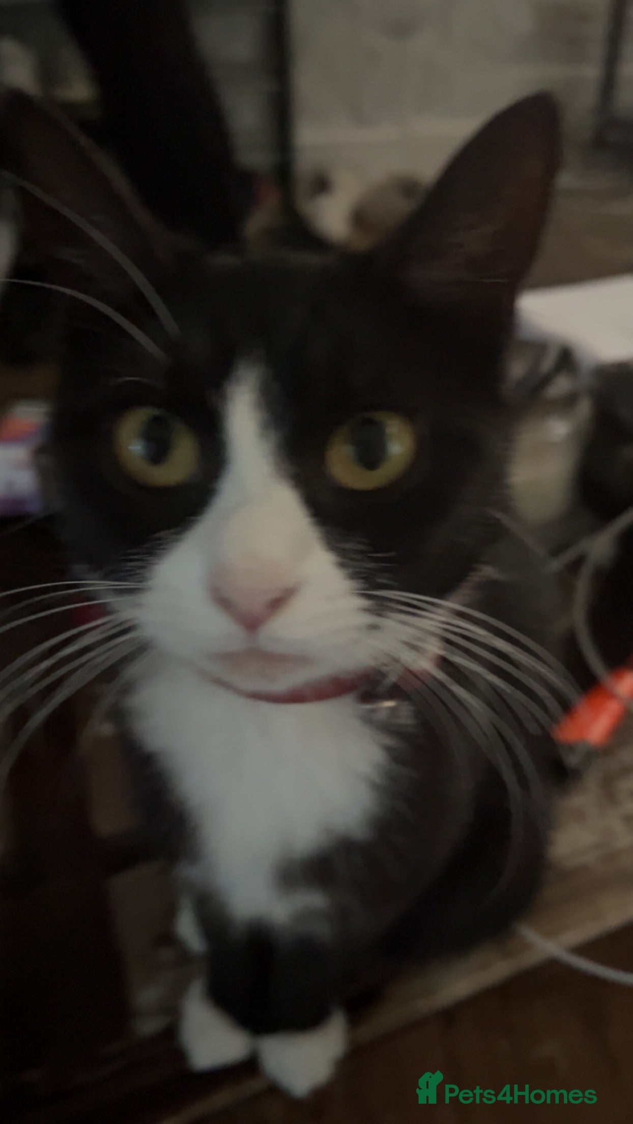 Mixed Breed cats 3 beautiful kittens. - Advert 1