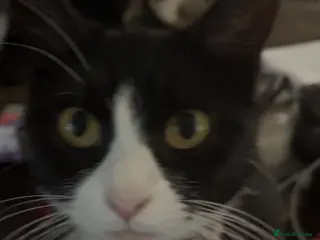 Mixed Breed cats 3 beautiful kittens. - Advert 1