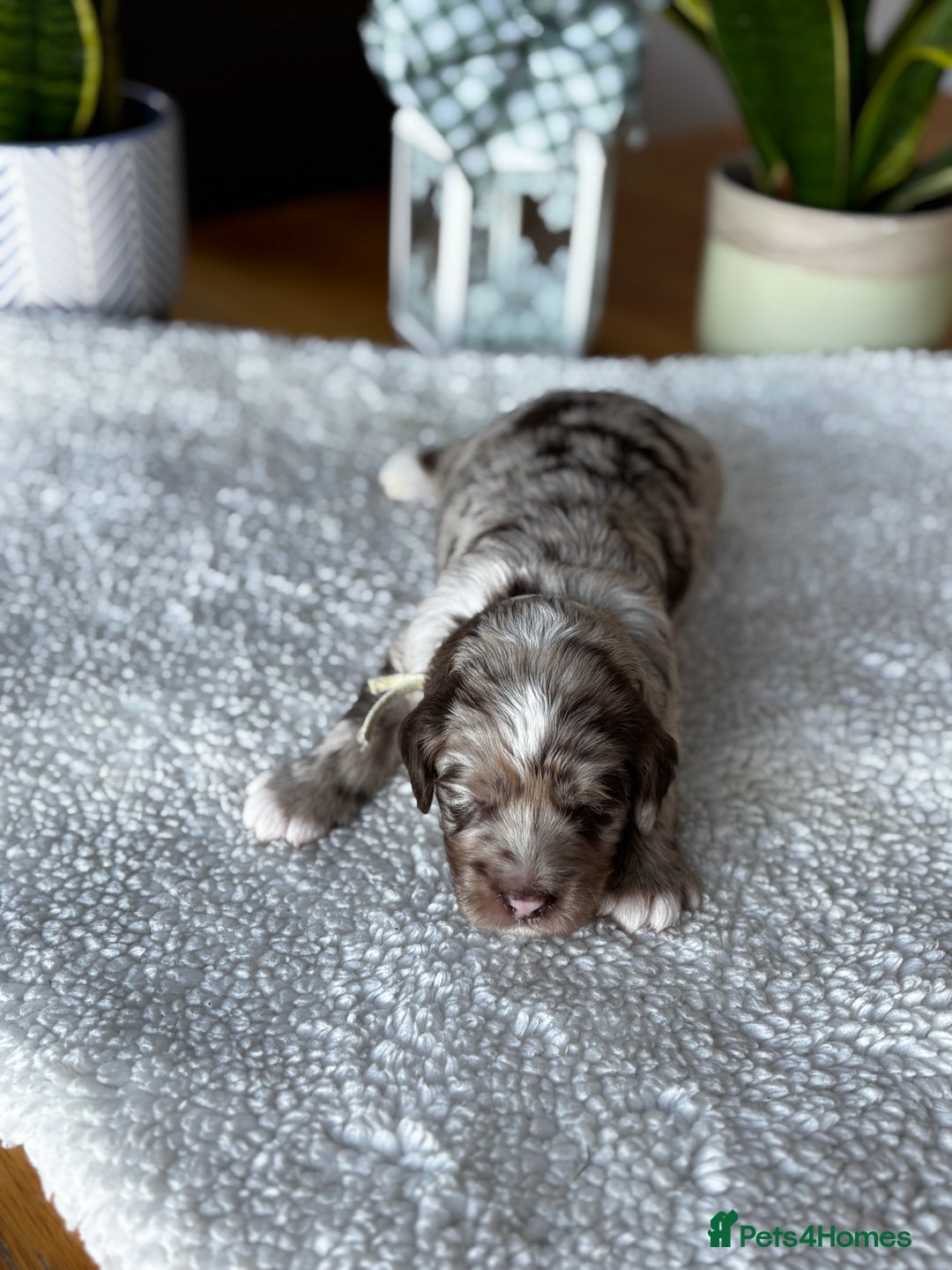 Sproodle dogs for sale: 💥 Rare Gorgeous Chocolate Merle Sproodles 🐶 - Advert 8