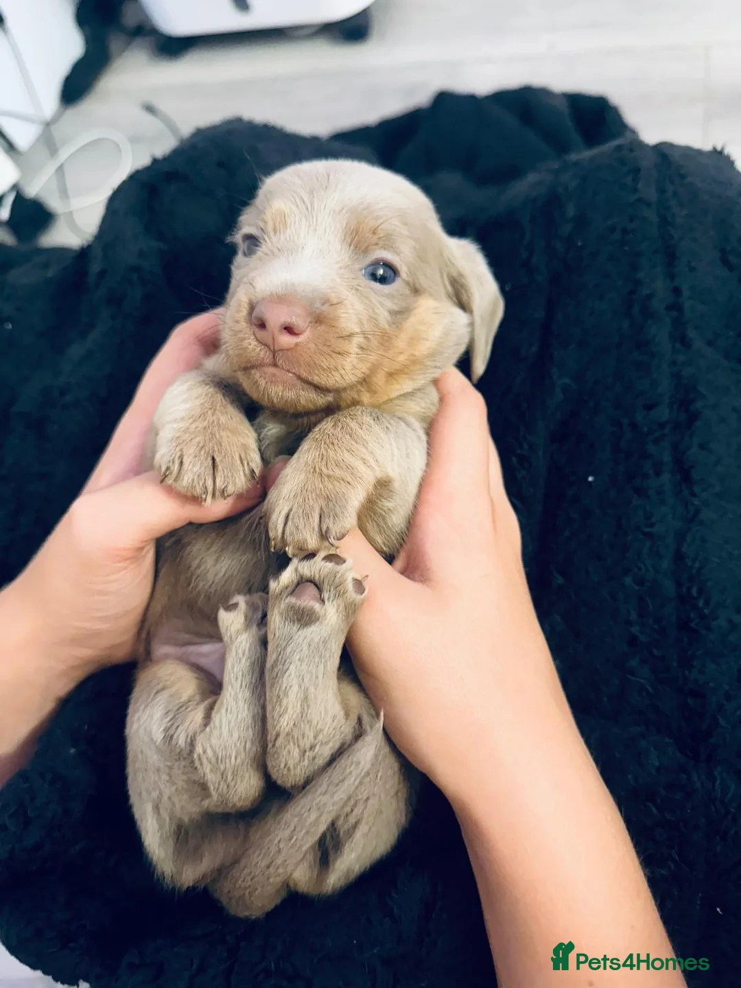 Chiweenie dogs for sale: 3 chiwennie for sale  - Advert 2