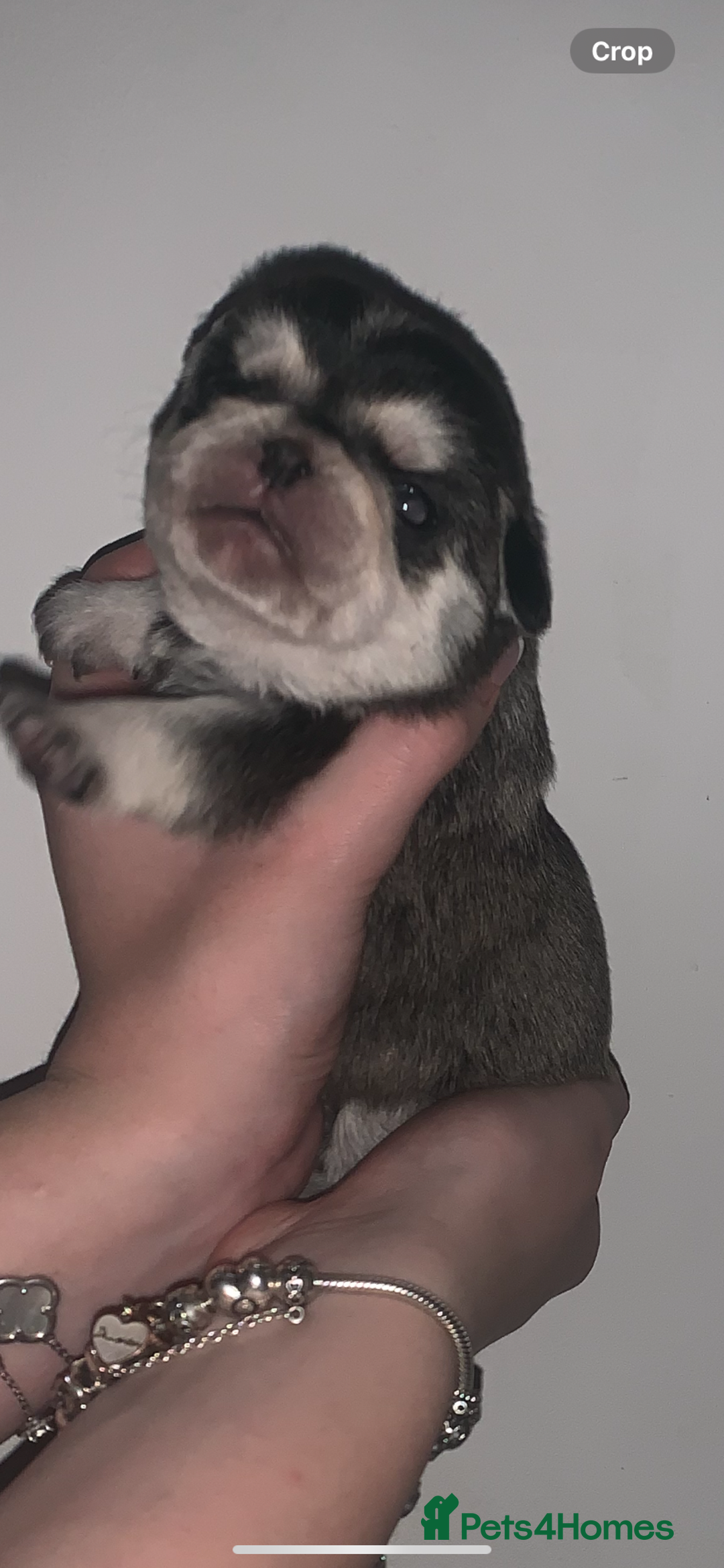 Pug dogs for sale: Pug 1 boy kc  - Advert 11