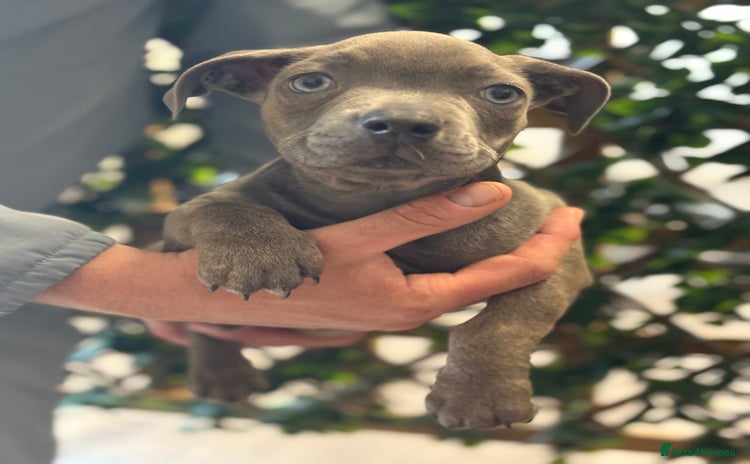 Mixed Breed dogs - Advert 3