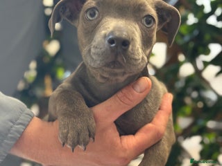 Mixed Breed dogs - Advert 7