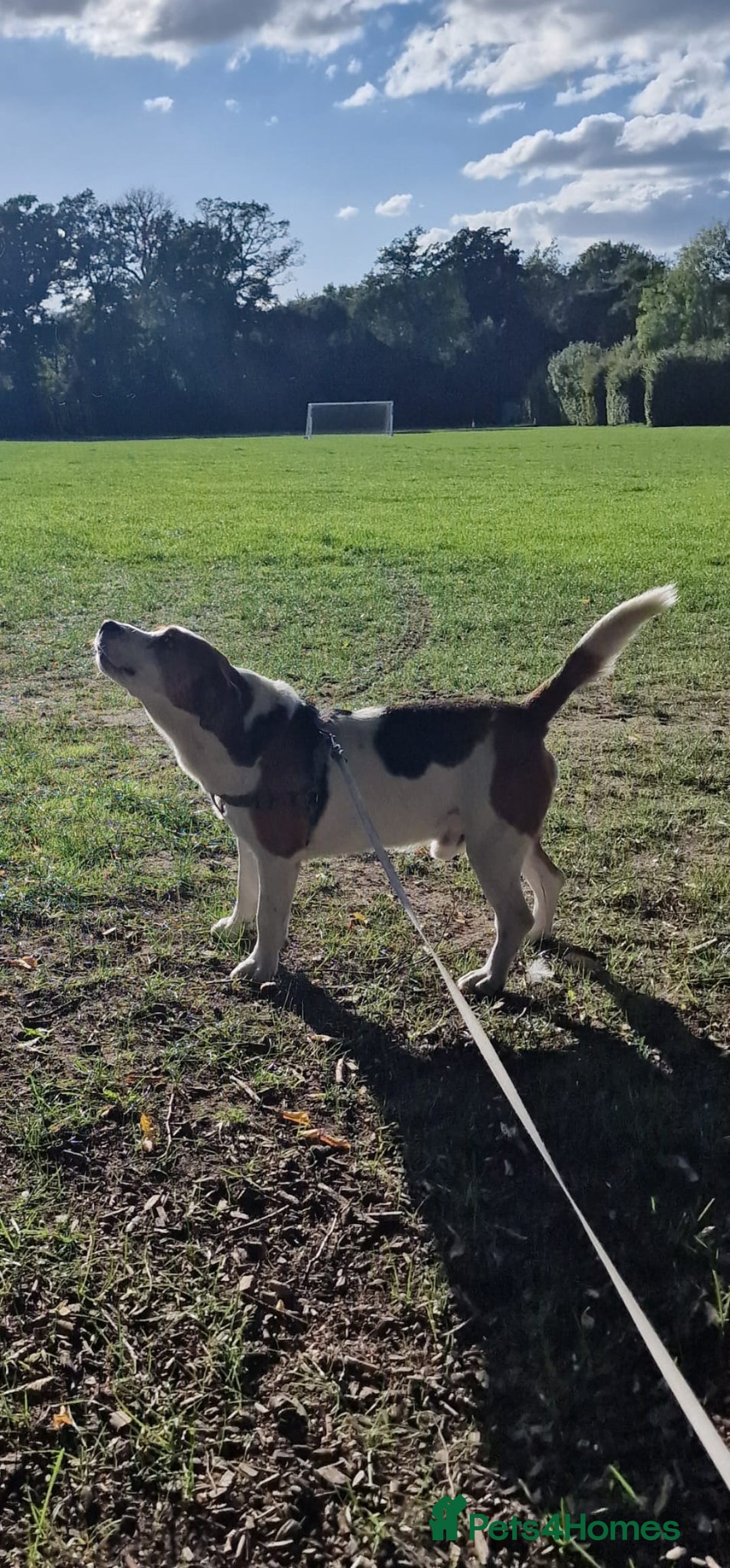 Beagle dogs for sale: Elvis the Beagle - Image 4