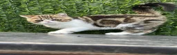 Exotic cats for sale: Hello my name is Agnus - Advert 4
